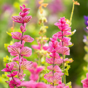 Viridis Salvia Seeds