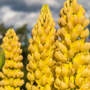 Wildflower Yellow Lupine Seeds