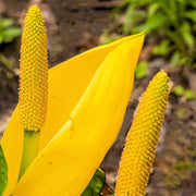 Lysichiton Americanus Skunk Cabbage Seeds