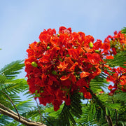 Flame Tree Royal Poinciana Seeds