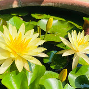 Golden Crown Yellow Center Lotus Seeds