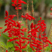 Salvia Red Scarlet Sage Seeds
