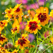 Coreopsis Seeds, for Home Gardens