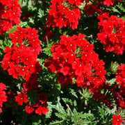 Scarlet Red Verbena Seeds