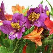 Mixed Colors Alstroemeria Seeds