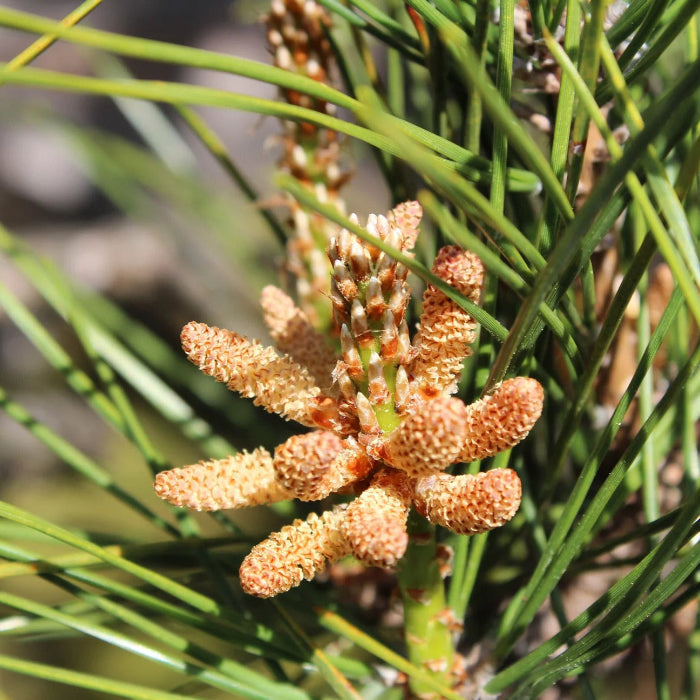 Japanese Black Pine Seeds - Herbal Seeds