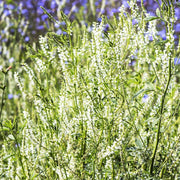 Drought White Sweetclover Seeds