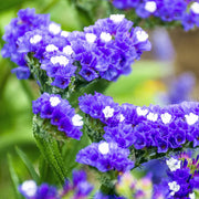 Limonium Statice Seeds