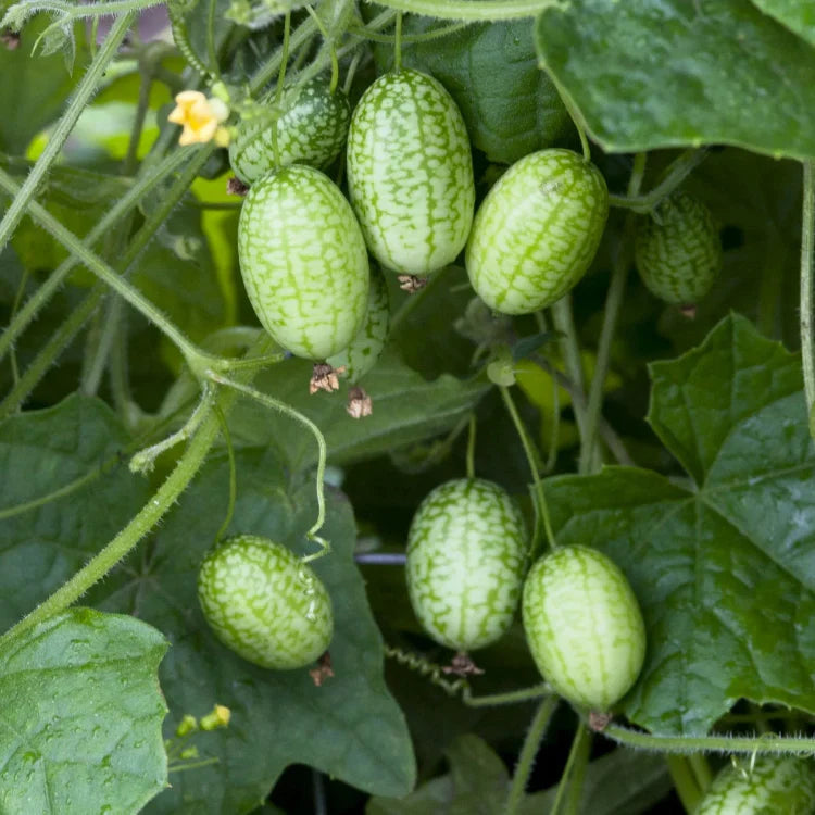 Mexican Mini Cucumber Melothria Scabra Seeds