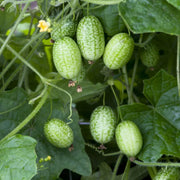 Mexican Mini Cucumber Melothria Scabra Seeds