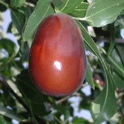 Lang Jujube Seeds