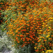 Edible Signet Marigold Seeds