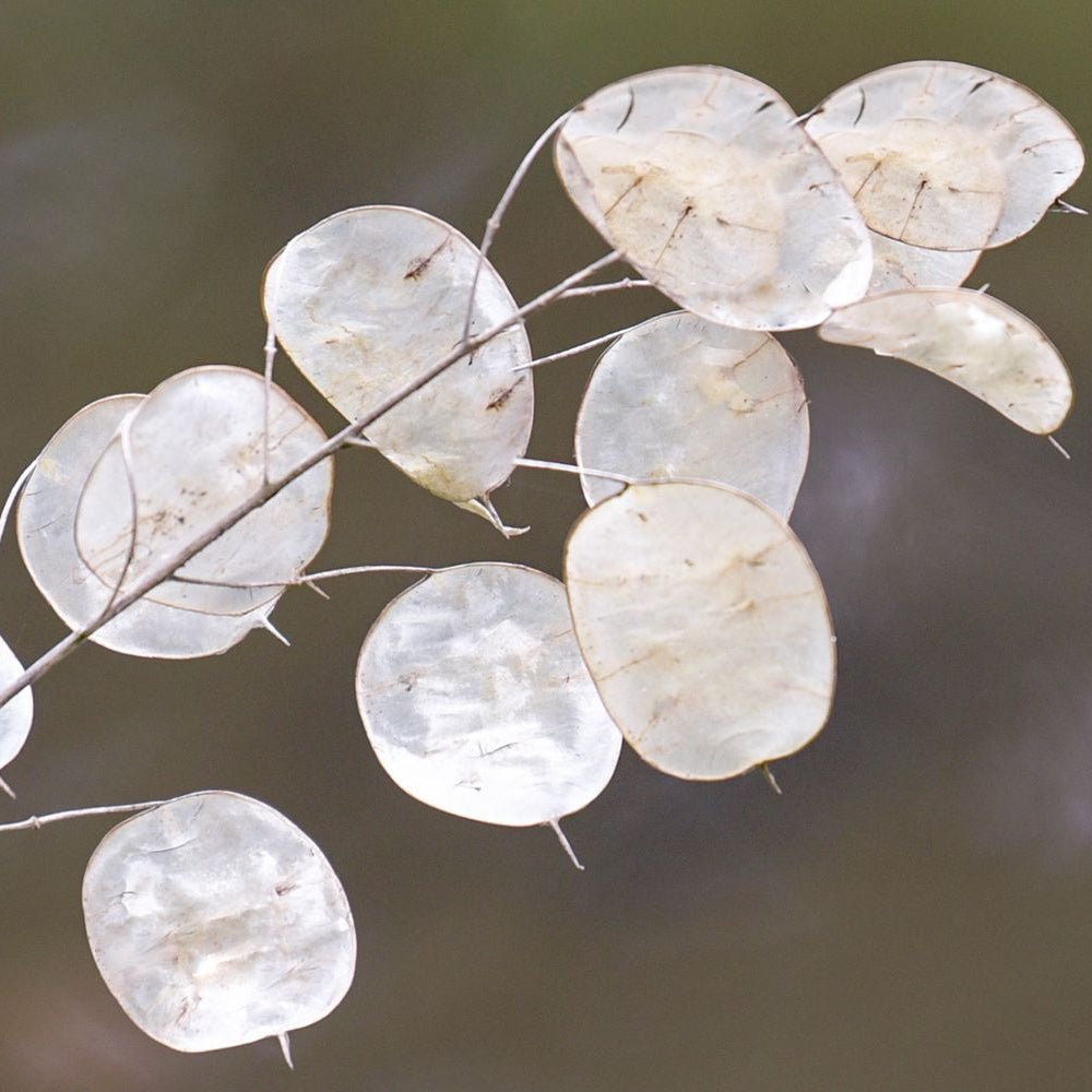 Annual Honesty Lunaria Seeds