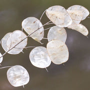 Annual Honesty Lunaria Seeds