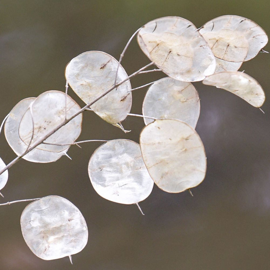 Annual Honesty Lunaria Seeds