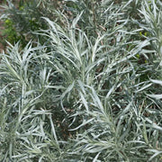 Fringed Sagebrush Seeds, Herbal
