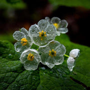 Exquisite Shade Skeleton Seeds