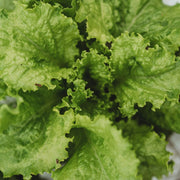 Slobolt Lettuce Seeds