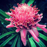 Pink Torch Ginger Etlingera Elatior Seeds