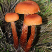 Orange & Brown Mushroom Seeds