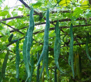 Long Green Snake Gourd Seeds