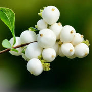 White SnowBerry Berry Seeds