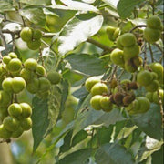 Soapberry Berry Seeds