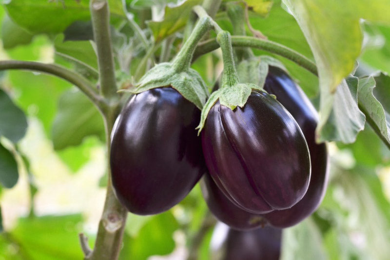 Blue Seeds, Solanum melongena