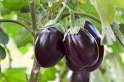 Blue Seeds, Solanum melongena