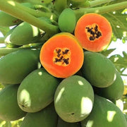 Kapoho Solo Sweet Hawaiian Papaya Seeds