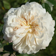 Climbing Sombreuil Rose Seeds