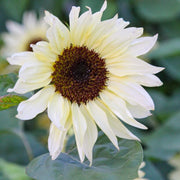 Buttercream Sunflower Seeds