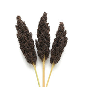 Black Sorghum Seeds