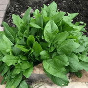 Garden Sorrel Sorrel Seeds, Herbal