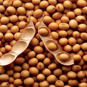 Protein-Rich Soybean Seeds