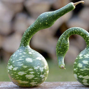 Speckled Swan Gourd Seeds
