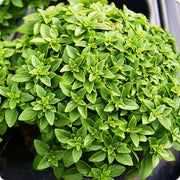 Spicy Bush Ocimum Basil Seeds, Herbal