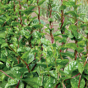 Malabar Spinach Seeds