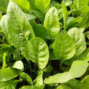 Palak Seeds, Spinacia oleracea Vegetable Seeds