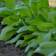 Palak Seeds, Spinacia oleracea Vegetable Seeds