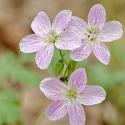 Eastern Fairy Virginia Spring Beauty Seeds, Herbal