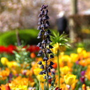 Plum Bells Fritillaria persica Seeds