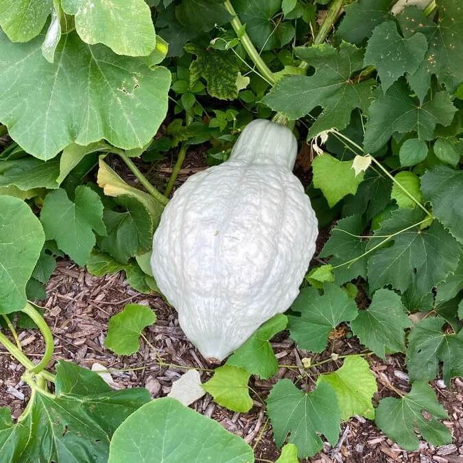 Chicago Warted Hubbard Squash Seeds