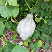 Chicago Warted Hubbard Squash Seeds