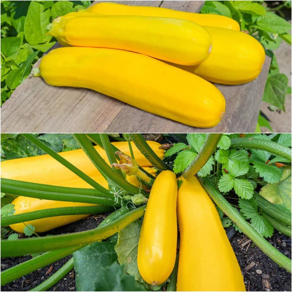 Straightneck Squash Seeds