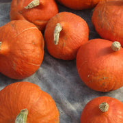 Red KuriSquash Seeds