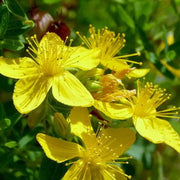 Ascyron Hypericum Seeds