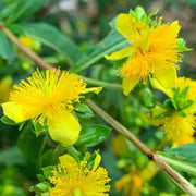 Ascyron Hypericum Seeds