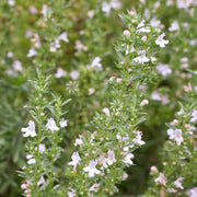 Winter Savory Seeds, Herbal