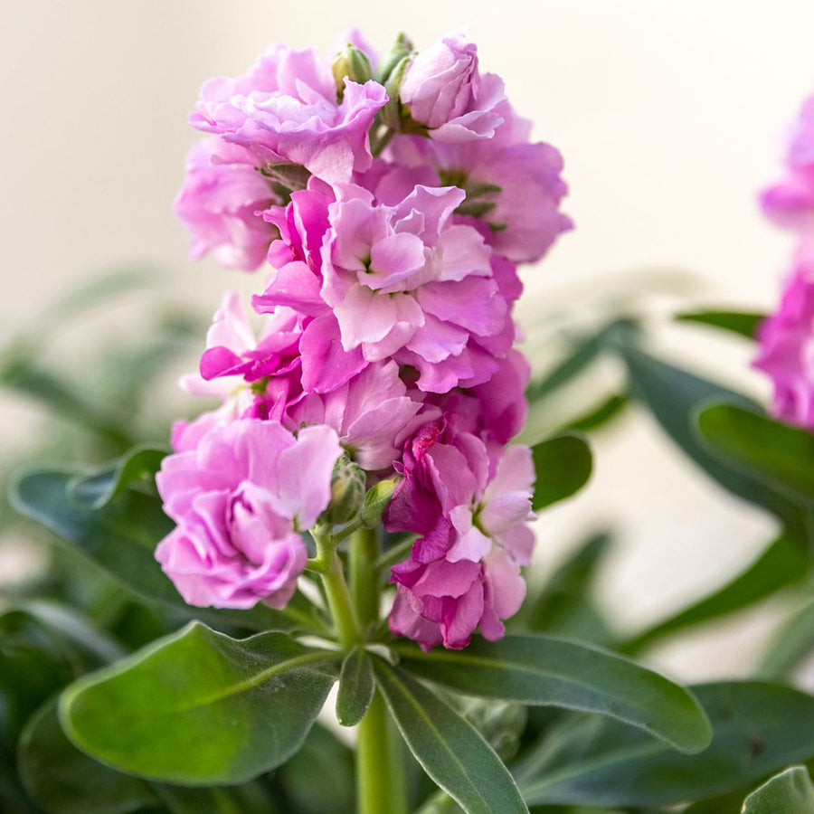 Stock Flower Seeds - Matthiola incana Flower Seeds